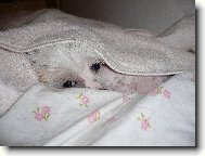 Spink�m